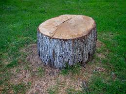 Fremont, NE Tree Services Company