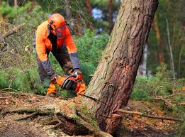 Tree and Shrub Care in Fremont, NE