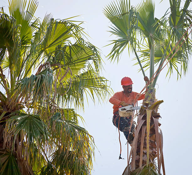 How Our Tree Care Process Works  in  Fremont, NE